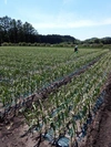 青森田子町産　自然農法栽培にんにく使用　黒にんにく（バラ）500gx4袋　訳あり