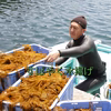 【海の恵み、夏とろ海藻♪】 宗像のあかもく１２個 