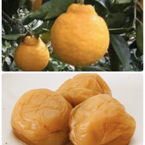 みずみずしい三宝柑３ｋｇ　塩分控えめはちみつリンゴ酢梅５００ｇ