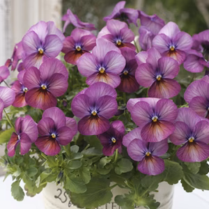 ビオラ★アンティークカラー★プラムアンティーク９センチ5苗より