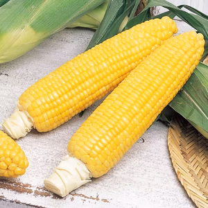 熊本産　夜明け前採り　ゴールドラッシュ　8本