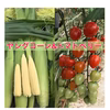 ヤングコーンとトマトベリー&ミニトマト食べ比べセット
