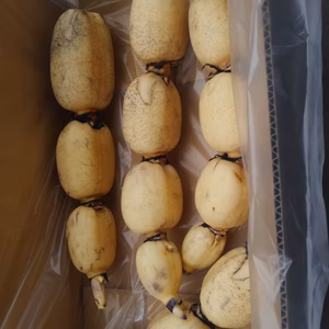 インパクト大『れんこん4kg』普段見られない荷姿で！