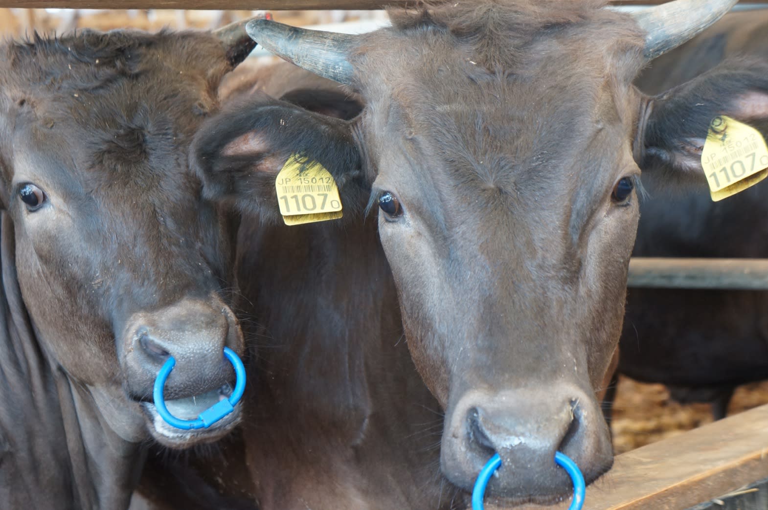 佐賀牛 焼肉 qカット 2人前150g 農家漁師から産地直送の通販 ポケットマルシェ