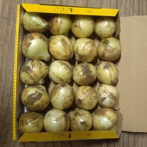新玉ねぎミニミニサイズ1kg 桜島の大自然 無農薬有機肥料 除草剤不使用