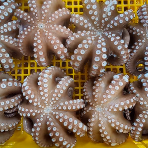 関門海峡産★訳あり関門海峡たこ＆あかもくセット（冷凍）