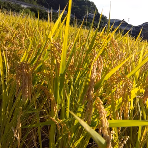 ☆令和5年　和歌山県橋本市の減農薬新米　約30キロ☆全国送料無料