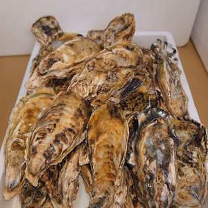 玄界灘伊万里湾産 殻つき牡蠣[白磁] 牡蠣ナイフ、軍手、簡単なレシピセット