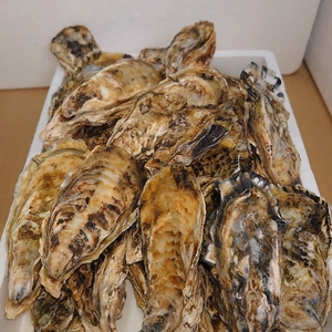 玄界灘伊万里湾産 殻つき牡蠣[白磁]  牡蠣ナイフ、軍手、簡単なレシピセット