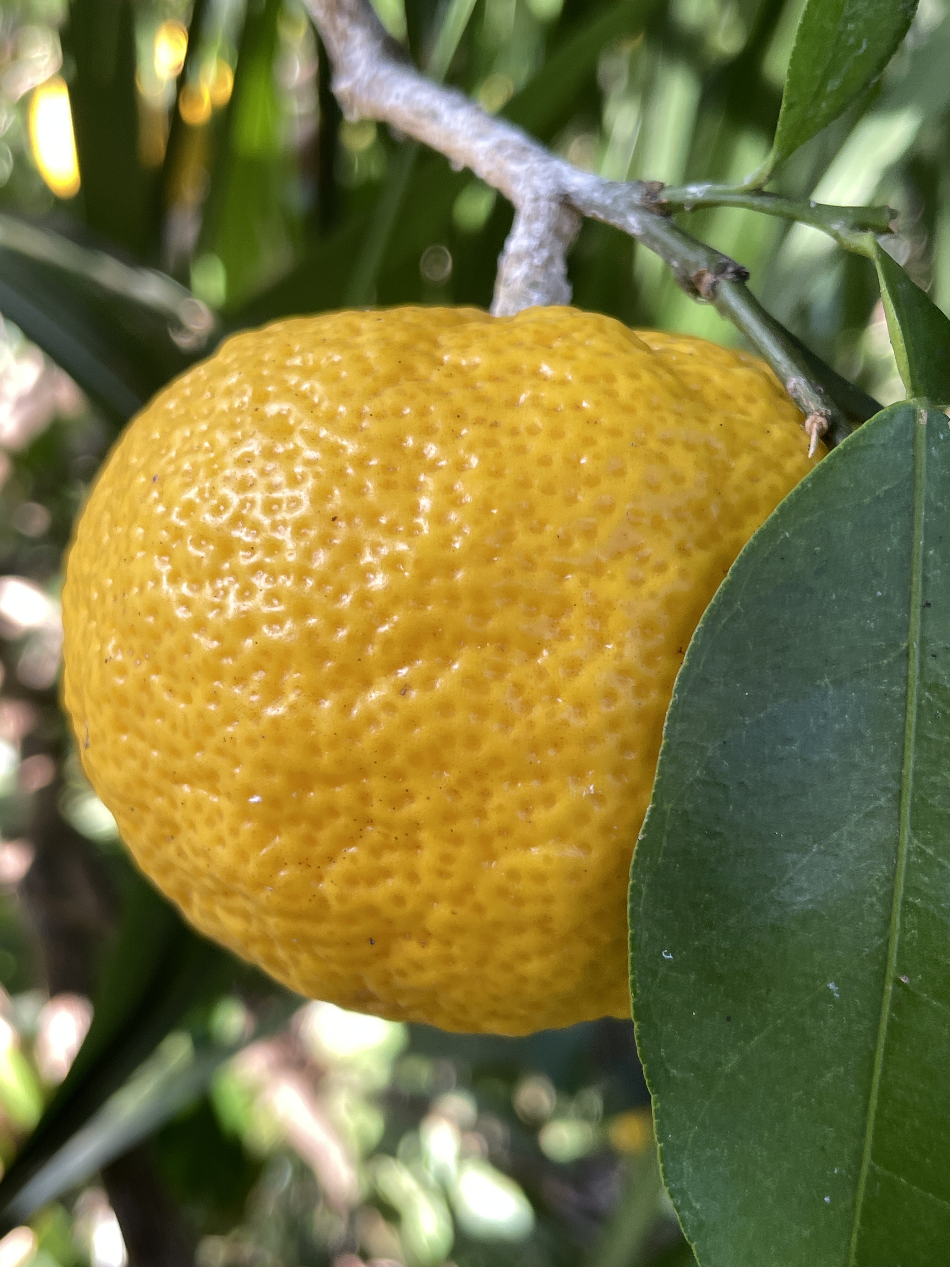 無農薬ゆず1kg柚子【農薬・化学肥料・消毒・除草剤すべて不使用・自然