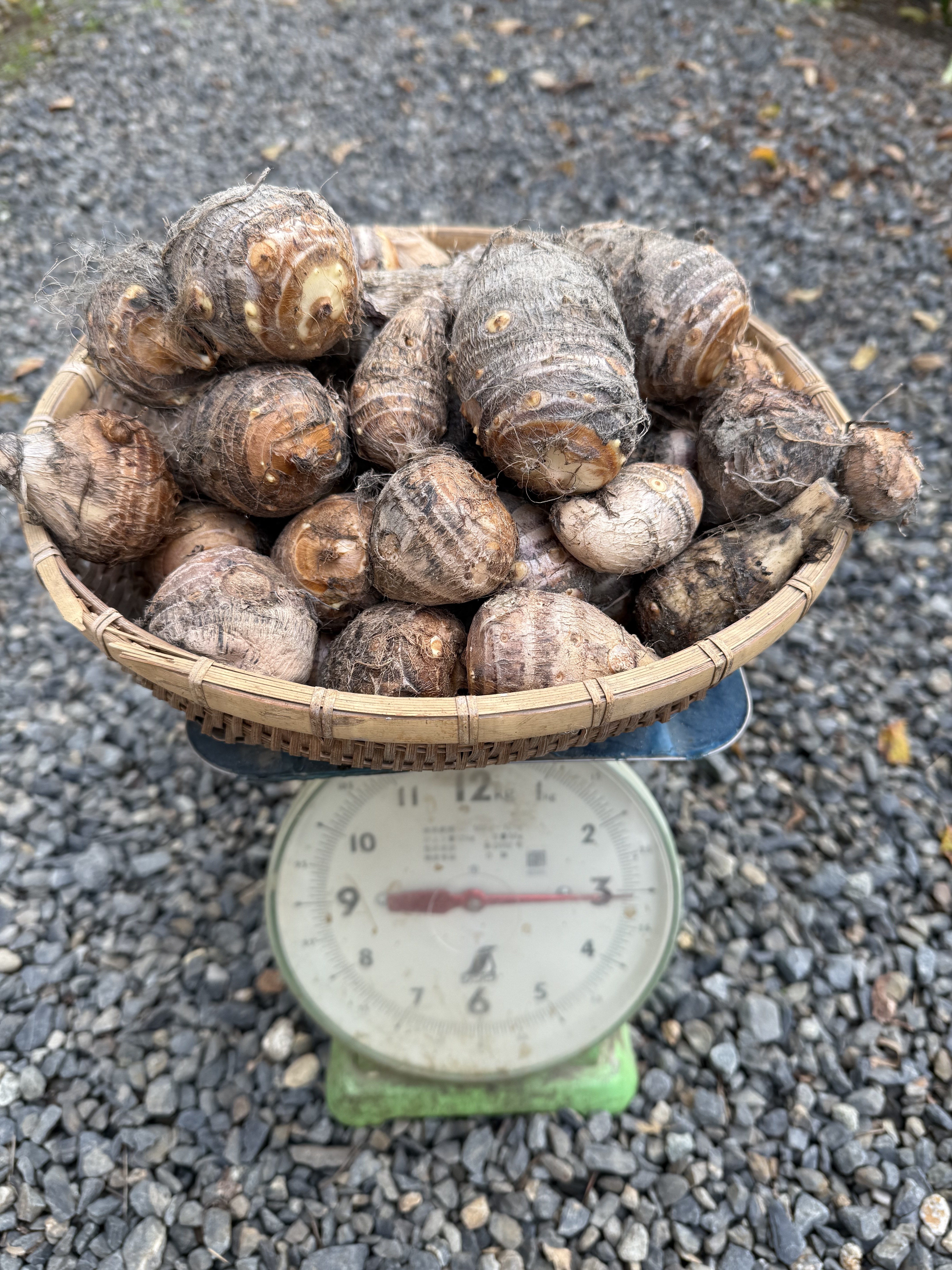 高野山麓精進野菜 里芋 約3kg