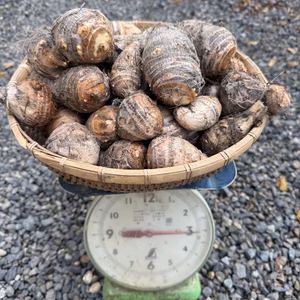 高野山麓精進野菜　里芋