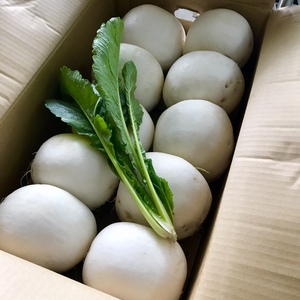 近江の冬野菜の王様！聖護院かぶらいっぱい詰め
