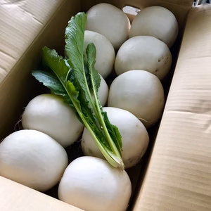 近江の冬野菜の王様！聖護院かぶらいっぱい詰め