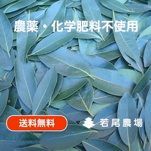 送料無料【フレッシュローリエ（月桂樹）】自然栽培