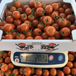 プリっぷりの触感と爽やかな甘さ♪くろき園芸のフルーツトマト千果