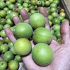 6/16収穫　青梅　自然農 農薬消毒化学肥料不使用  自然栽培 #無農薬
