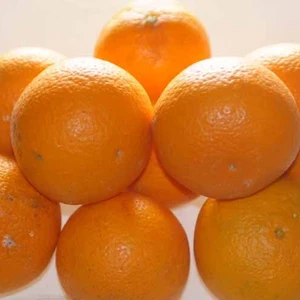 【訳あり】清見オレンジ糖度12度SML混合サイズ10kg
