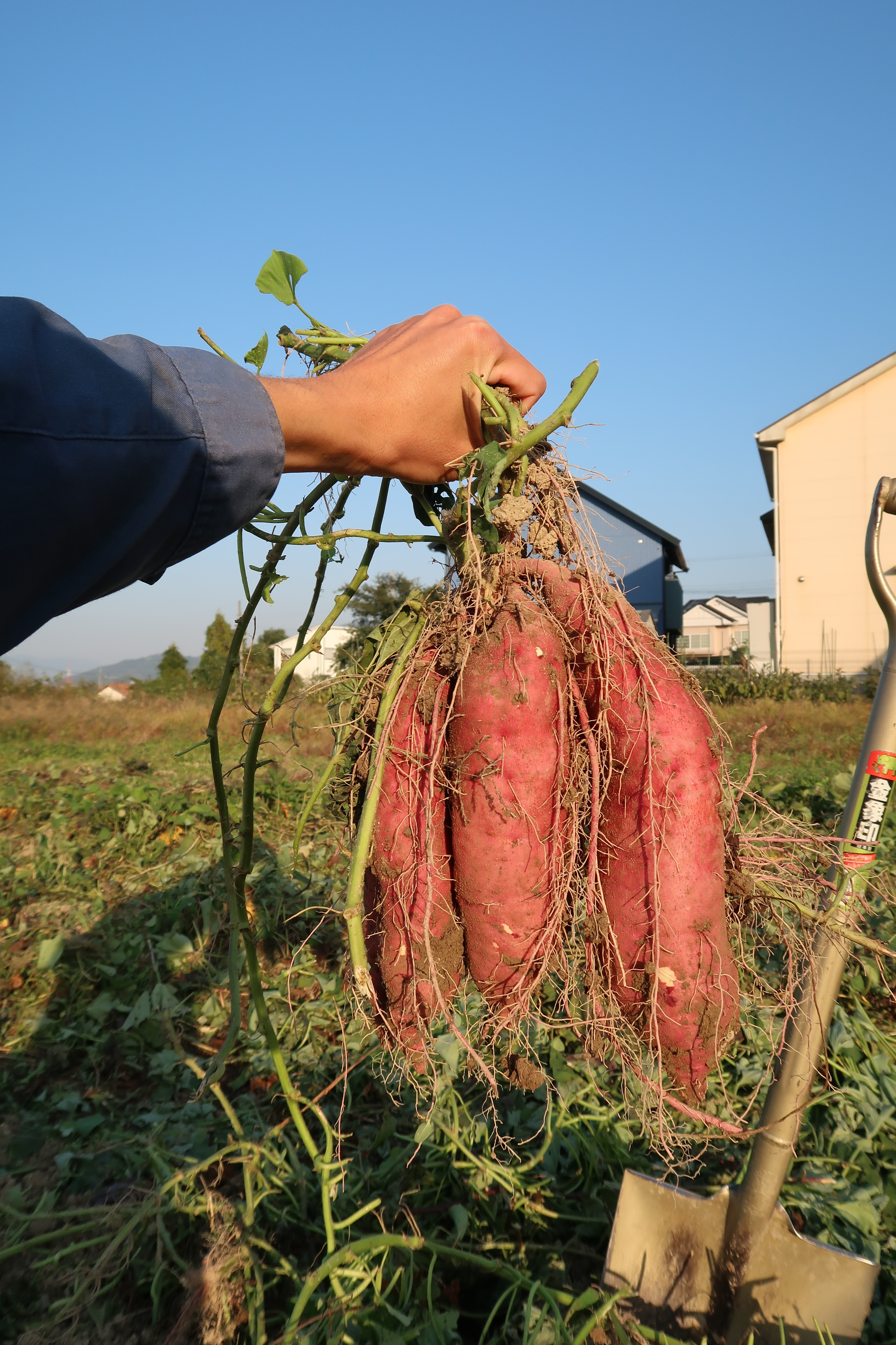 和歌山県紀の川市｜冷水農園｜冷水優也さんの生産者プロフィール