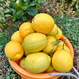 香り抜群！愛媛県産☆瀬戸内レモン【防腐剤・ワックス不使用】