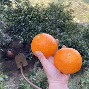 紅・甘っ・爽やか！中山農園のさつき紅八朔「紅」木成熟成　f シリーズ　