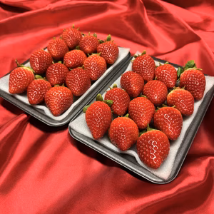てぃあらふぁーむが届ける「いちごさん」中玉1箱約500g