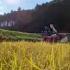 【新米】自然栽培「伊勢ヒカリ」玄米　２０ｋｇ