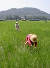 《 玄米 》 信州産 農薬不使用米 こしひかり 令和3年産