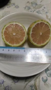 柑橘詰め合わせセット　1.5キロ