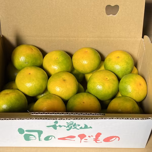 　お試し　和歌山県産　ゆら早生みかん　（2Sサイズ）　箱込み2.5㎏