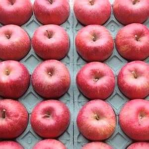 かぐや姫印　特別栽培完熟サンふじ羽山りんごMサイズ10ｋｇ