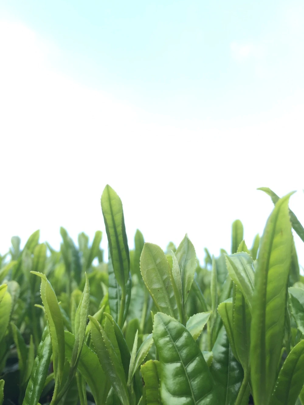 令和４年新茶❗️そのぎ玉緑茶  茶縁  やぶきた（化粧箱なし発送）