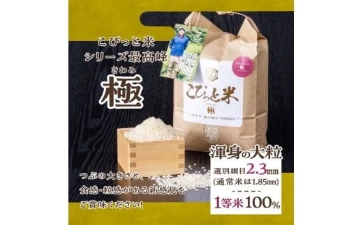 こぴっと米【極】大粒厳選特別栽培米2Kg✖️6袋・12Kg新米