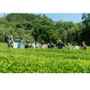 オーガニックの本格和紅茶　春夏秋の飲み比べセット（緑茶おまけ付）