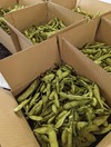 6月発送【大好評(^^♪】枝つき枝豆　“神風香”