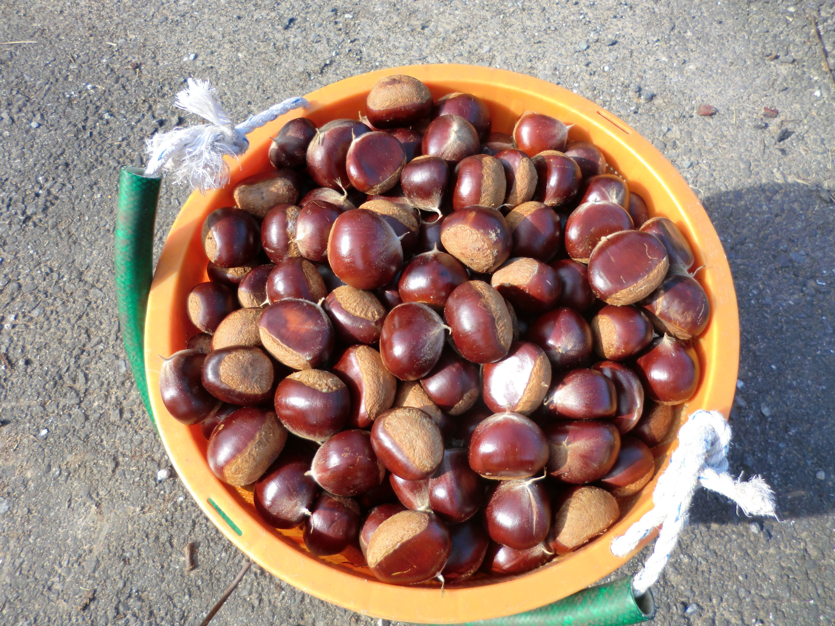 Anabell様 生栗 5キロ 栗 - Amazon.co.jp