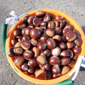 【甘味を増した低温貯蔵 栗】　自然栽培 栗　農薬不使用栽培