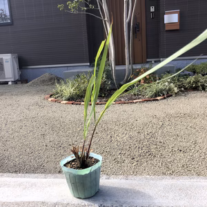 レモングラスポット苗　1セット2個