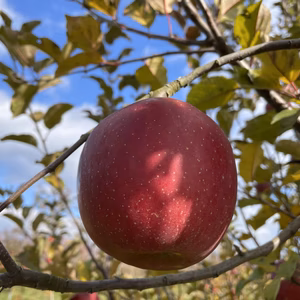 【まずまず様専用】多系統ふじりんご ◡̈