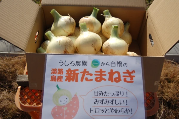 みずみずしく柔らか～い！淡路島の新玉ねぎ！10kg～｜野菜の商品詳細