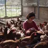 山で自然養鶏 平飼有精卵60個「ほんまの卵」