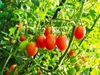 【クール冷蔵便】マウロの地中海トマト2種詰め合わせ(60サイズ箱)
