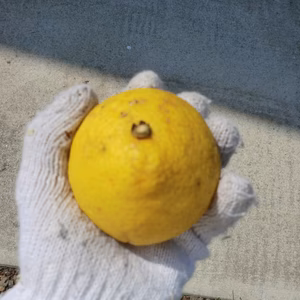 マーマレードジャム加工用　パール柑　とても小さいサイズ