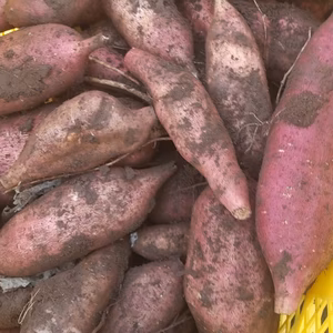 おなかスッキリ！オリゴ糖の塊　生食もできるヤーコン（3ｋｇ）