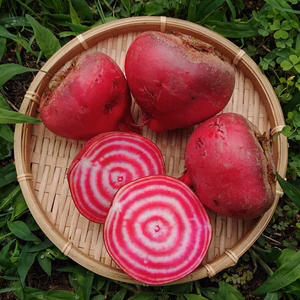 ✽可愛い渦巻きビーツ✽ 農薬化学肥料不使用