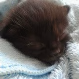 Chanel Gabriellbonheur Sae