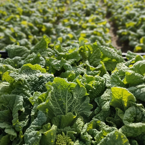 【レシピ付き】菜花、いろんな食感が楽しめるよ！