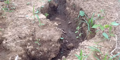 ウチの畑をみにきませんか？＠大分県