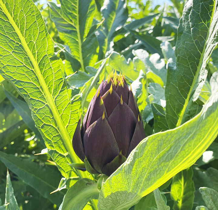 野菜の産直通販・お取り寄せ商品｜ポケットマルシェ｜産地直送で旬の