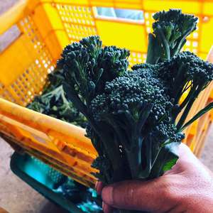 【6月3日限定出品】いっぱい採れたスティックブロッコリーをお召し上がりください！